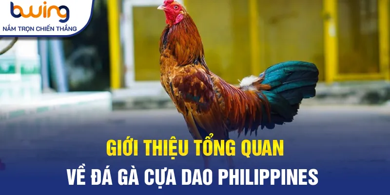 Giới thiệu tổng quan về đá gà cựa dao Philippines