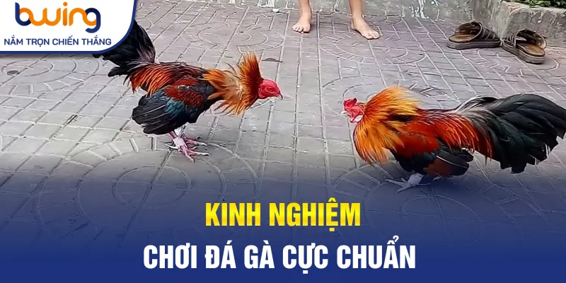 Kinh nghiệm chơi đá gà cực chuẩn