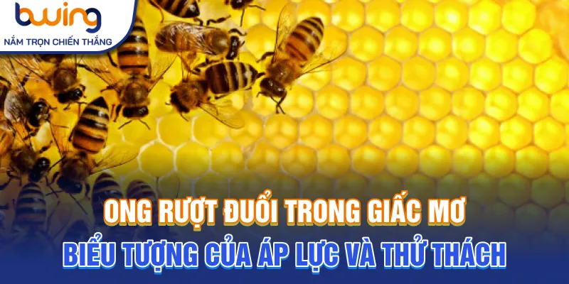 Ong rượt đuổi trong giấc mơ biểu tượng của áp lực và thử thách