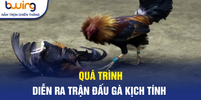 Quá trình diễn ra trận đấu gà kịch tính